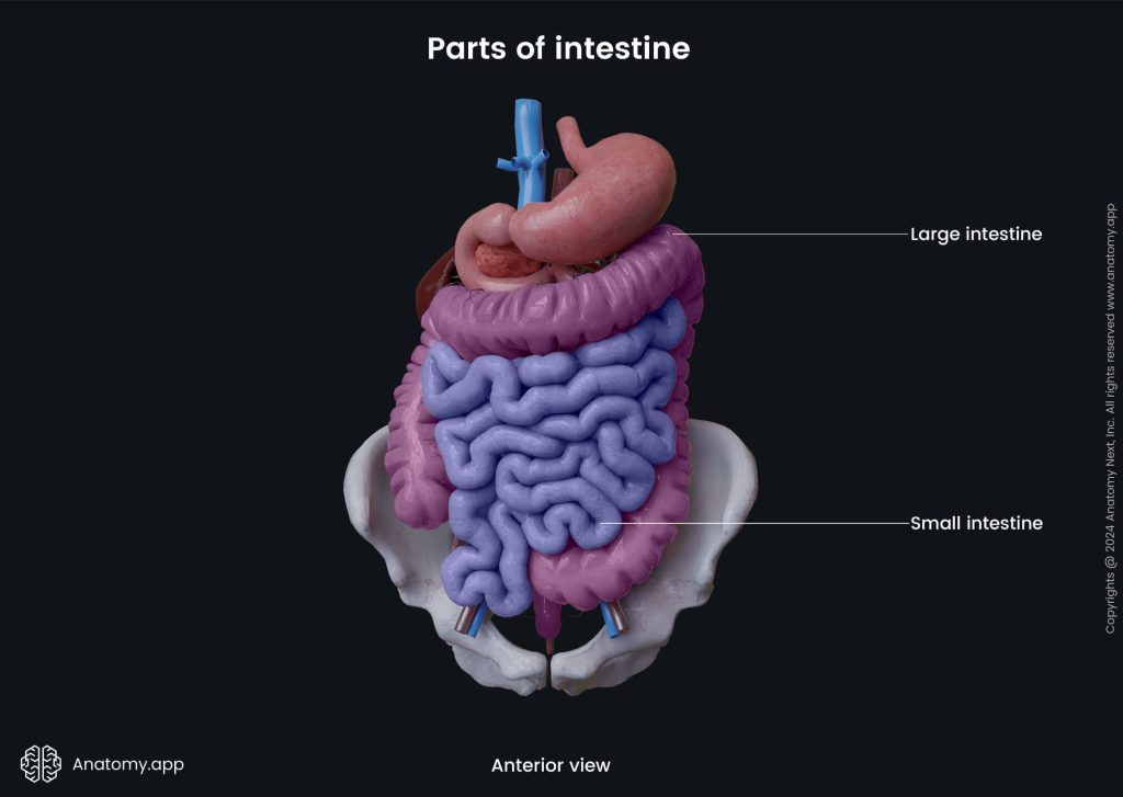 https://anatomy.app/encyclopedia/large-intestine