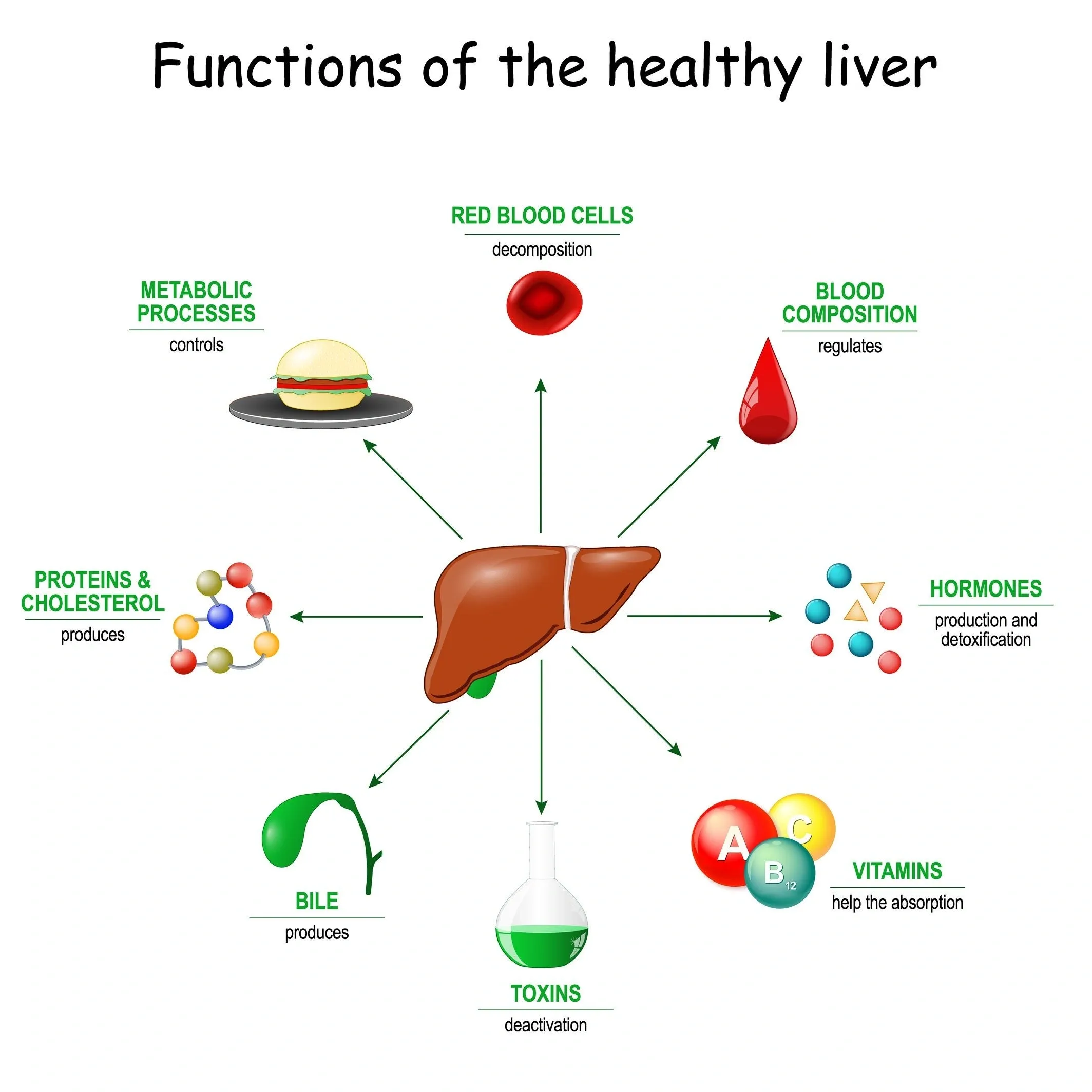 liver's function