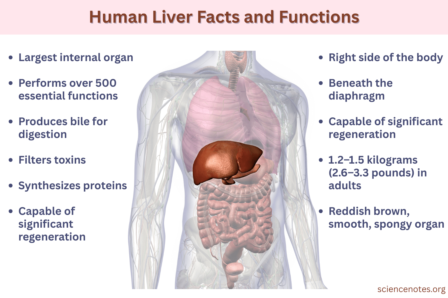 Liver’s role